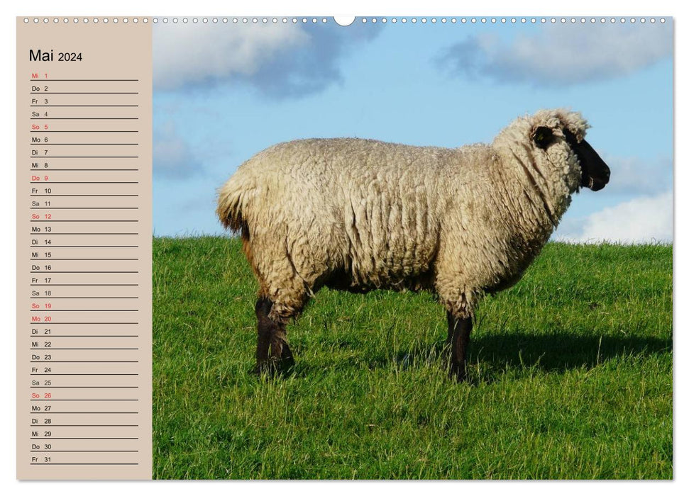 Compter les moutons en toute simplicité ! (Calendrier mural CALVENDO 2024) 