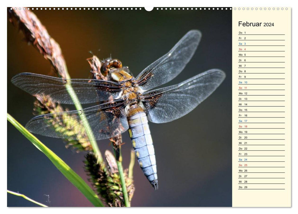 La fascination d'un étang de jardin (Calendrier mural CALVENDO Premium 2024) 