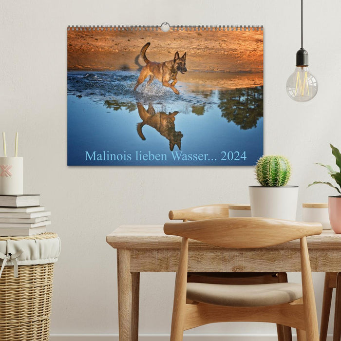 Les Malinois aiment l'eau (Calendrier mural CALVENDO 2024) 