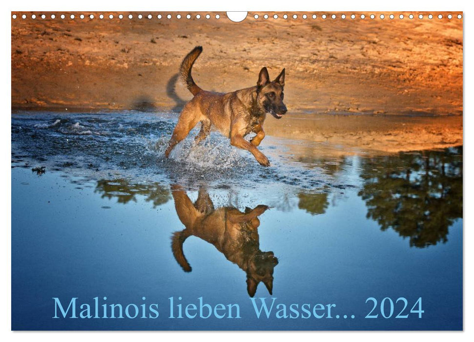 Malinois lieben Wasser (CALVENDO Wandkalender 2024)