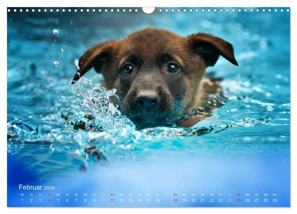 Les Malinois aiment l'eau (Calendrier mural CALVENDO 2024) 