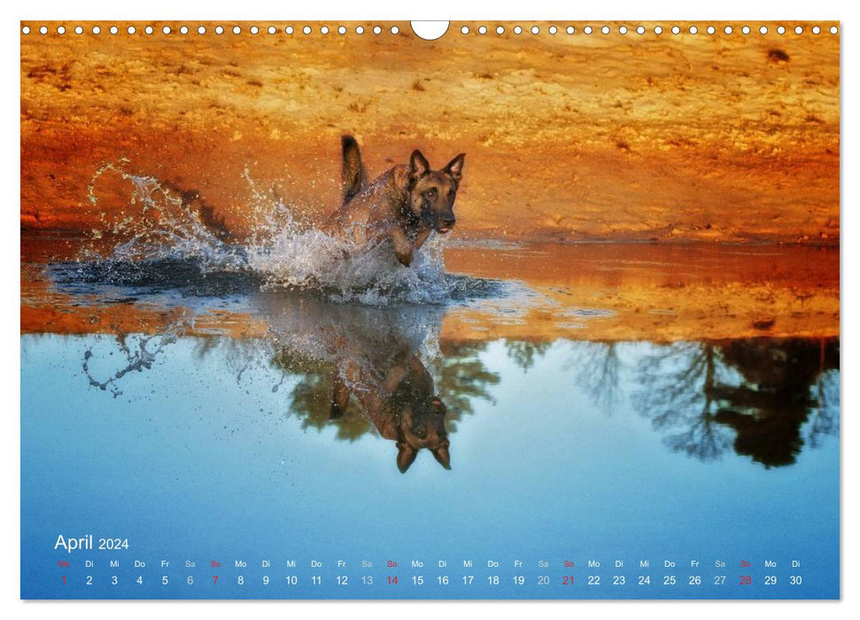 Les Malinois aiment l'eau (Calendrier mural CALVENDO 2024) 