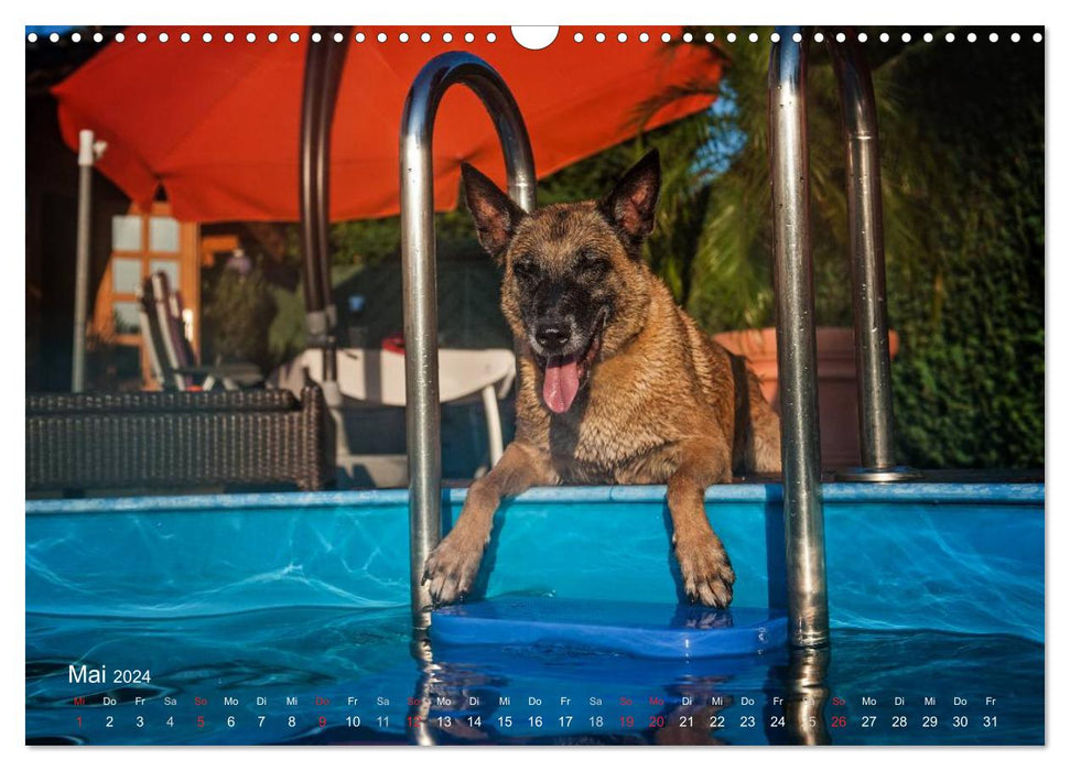 Les Malinois aiment l'eau (Calendrier mural CALVENDO 2024) 