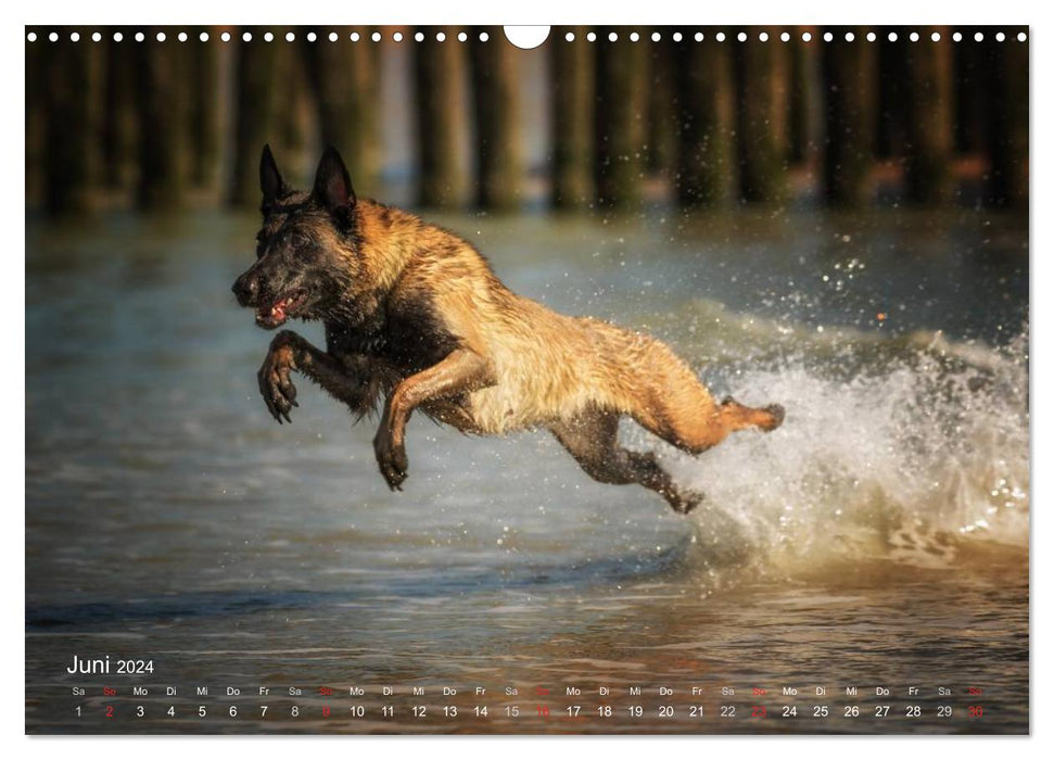 Les Malinois aiment l'eau (Calendrier mural CALVENDO 2024) 