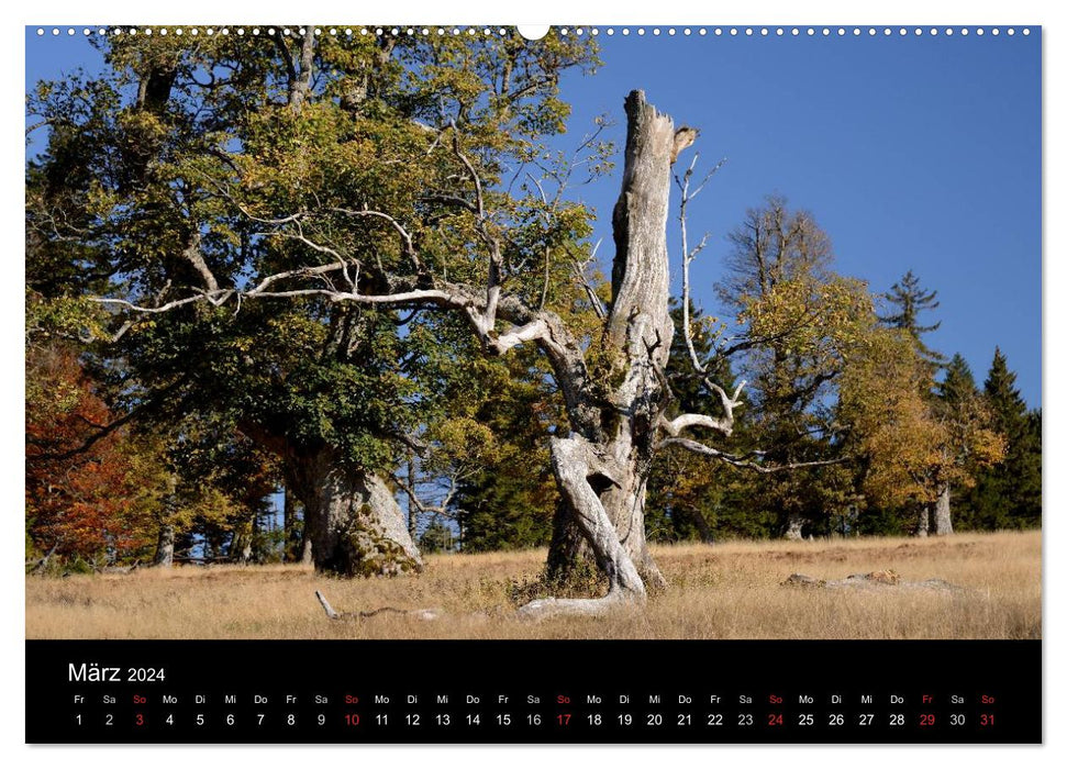 Enchanting Bavarian Forest (CALVENDO Premium Wall Calendar 2024) 