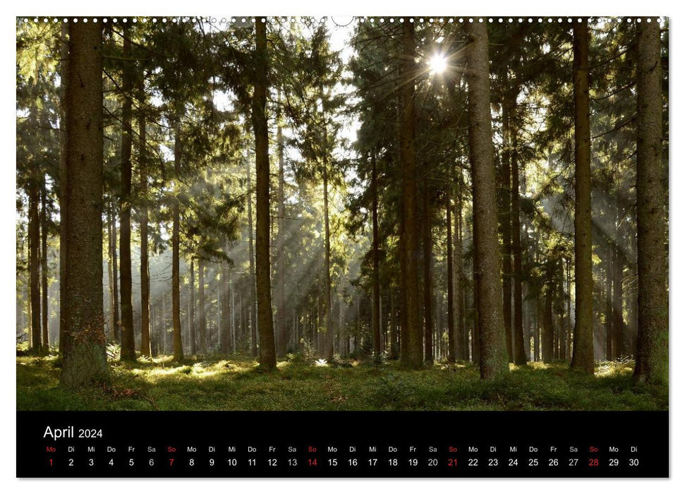 Zauberhafter Bayerischer Wald (CALVENDO Premium Wandkalender 2024)