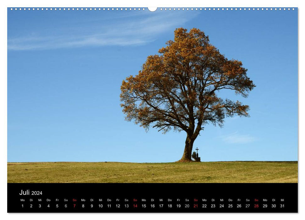 Forêt bavaroise enchanteresse (Calendrier mural CALVENDO Premium 2024) 