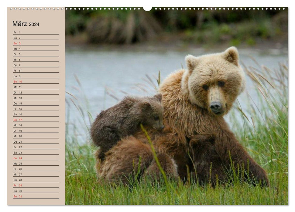 Ours. Sur la route avec Maître Petz (Calendrier mural CALVENDO 2024) 