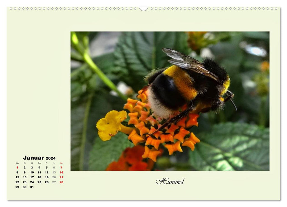 Flower visitors - rare and magical (CALVENDO wall calendar 2024) 