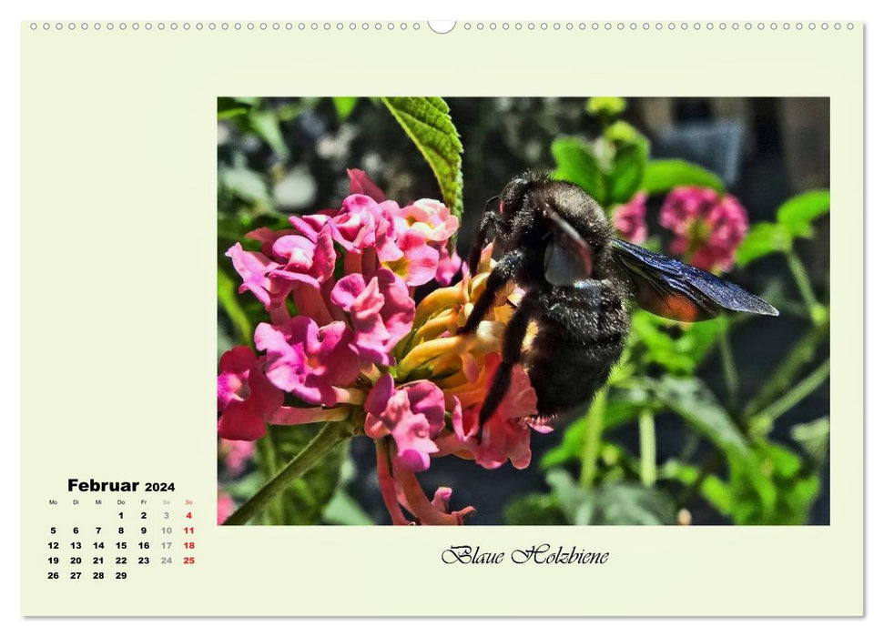 Flower visitors - rare and magical (CALVENDO wall calendar 2024) 