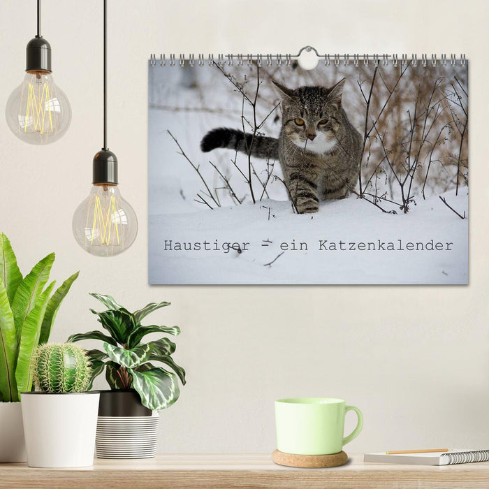 Domestic Tiger - A Cat Calendar (CALVENDO Wall Calendar 2024) 