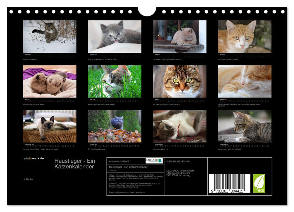 Tigre domestique - Un calendrier de chat (Calendrier mural CALVENDO 2024) 