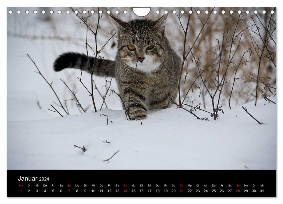 Tigre domestique - Un calendrier de chat (Calendrier mural CALVENDO 2024) 