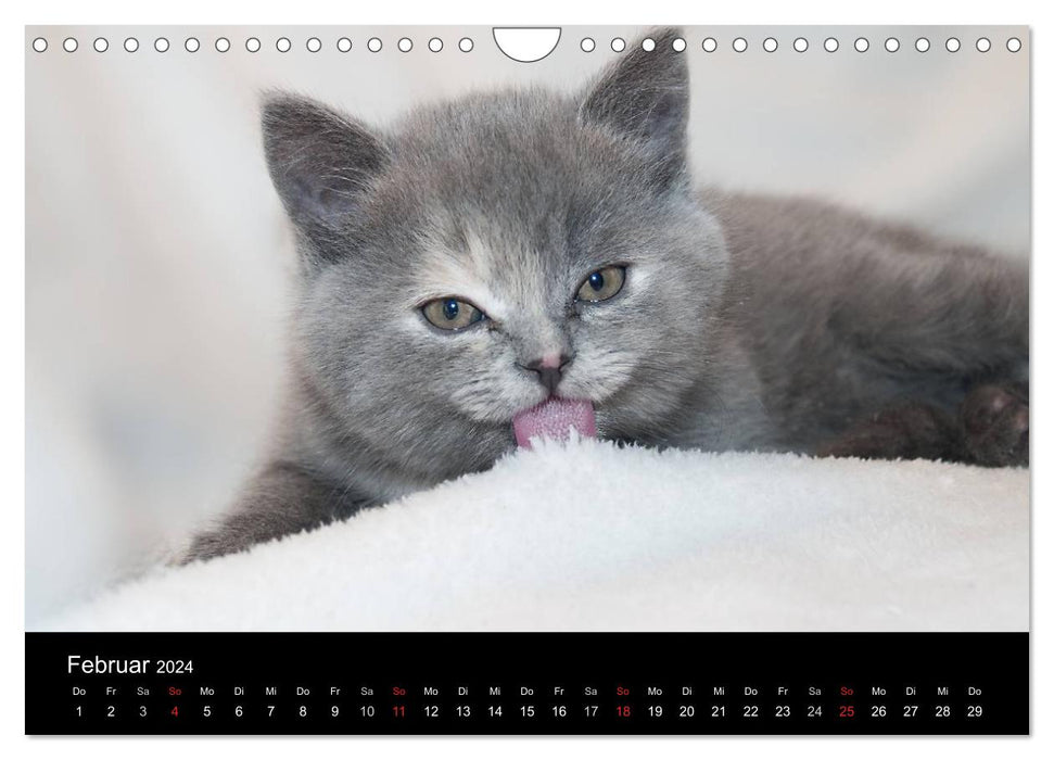 Domestic Tiger - A Cat Calendar (CALVENDO Wall Calendar 2024) 