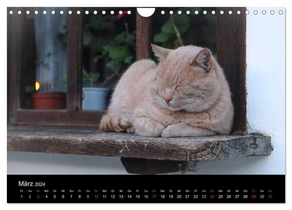 Haustiger - Ein Katzenkalender (CALVENDO Wandkalender 2024)