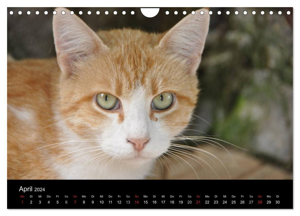 Domestic Tiger - A Cat Calendar (CALVENDO Wall Calendar 2024) 