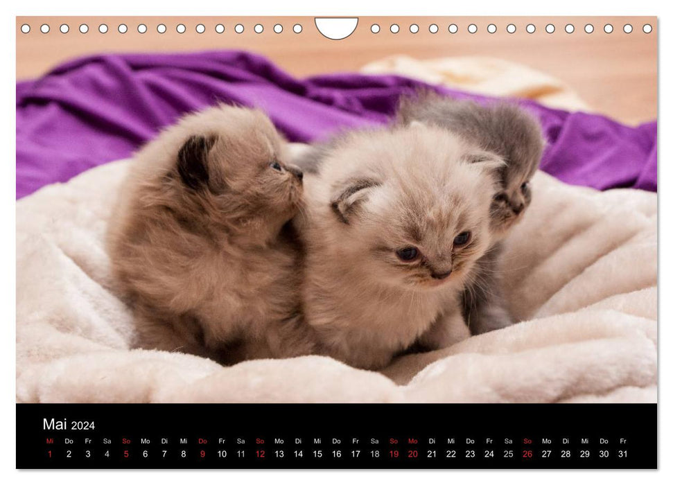 Domestic Tiger - A Cat Calendar (CALVENDO Wall Calendar 2024) 