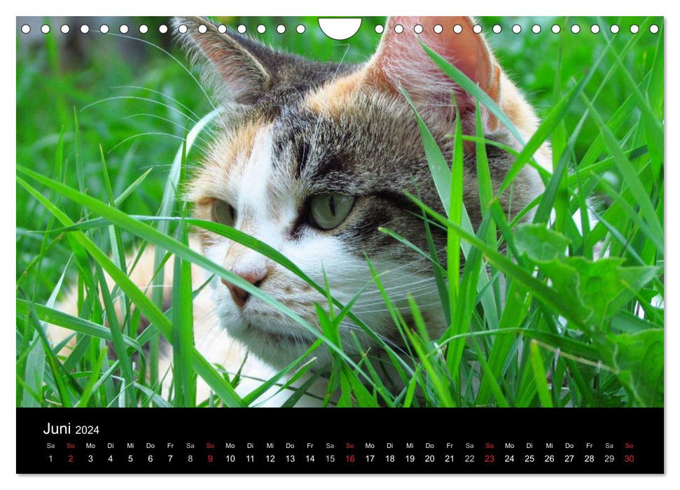 Domestic Tiger - A Cat Calendar (CALVENDO Wall Calendar 2024) 