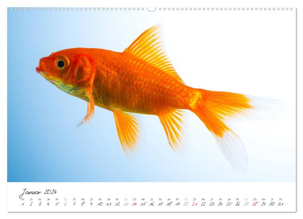 Goldy - mein Goldfisch (CALVENDO Premium Wandkalender 2024)