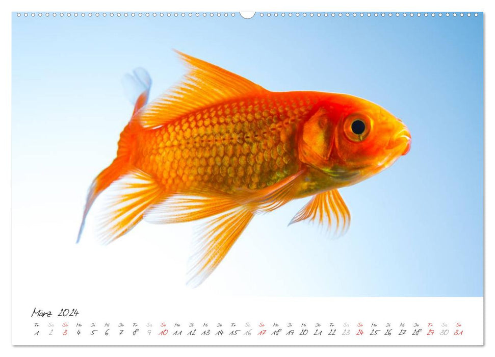 Goldy - mein Goldfisch (CALVENDO Premium Wandkalender 2024)