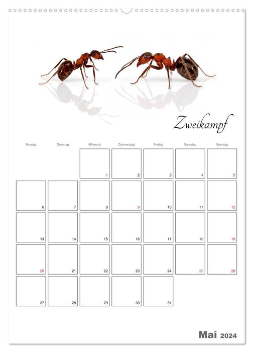 Sporty animals (CALVENDO wall calendar 2024) 