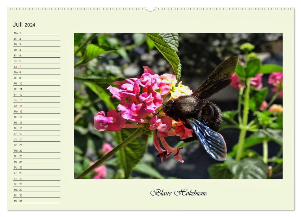 Blaue Holzbiene – Hummel – und Taubenschwänzchen. (CALVENDO Premium Wandkalender 2024)