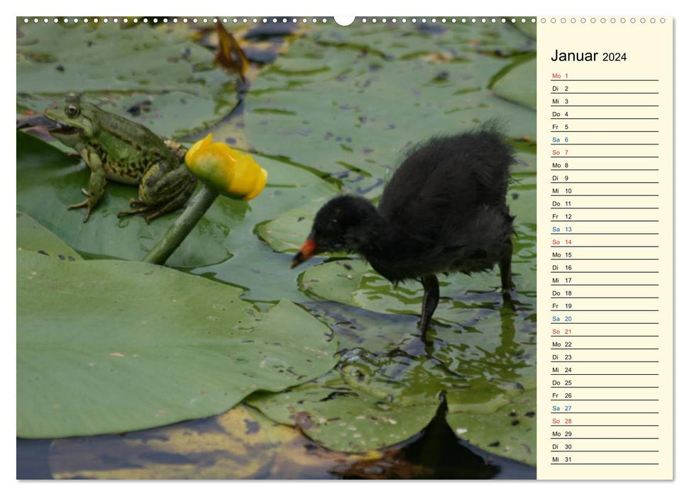 Fascination avec un étang de jardin (calendrier mural CALVENDO 2024) 