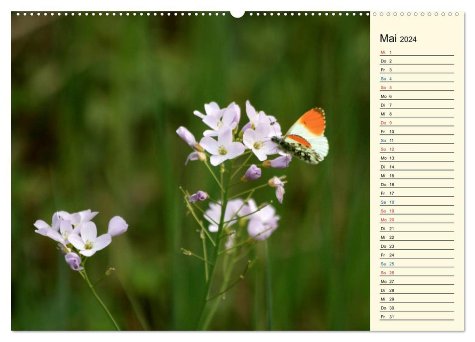 Fascination avec un étang de jardin (calendrier mural CALVENDO 2024) 