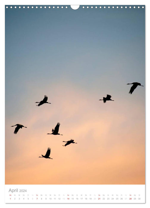 The flight of the cranes (CALVENDO wall calendar 2024) 