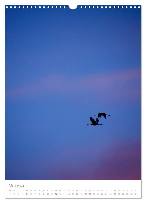 The flight of the cranes (CALVENDO wall calendar 2024) 