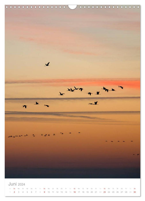 Der Flug der Kraniche (CALVENDO Wandkalender 2024)