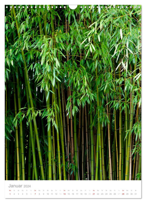 Der Bambus (CALVENDO Wandkalender 2024)