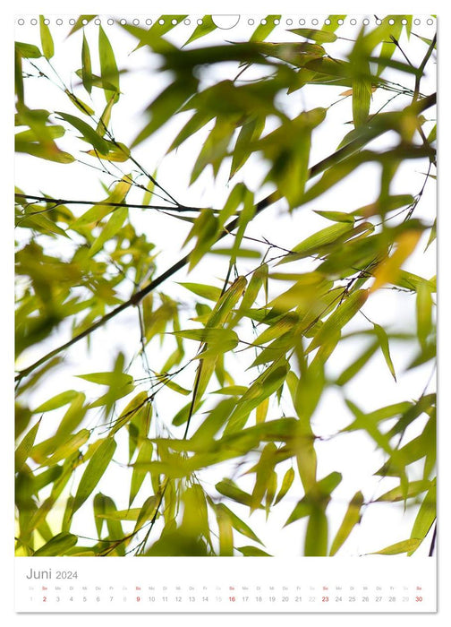 Der Bambus (CALVENDO Wandkalender 2024)