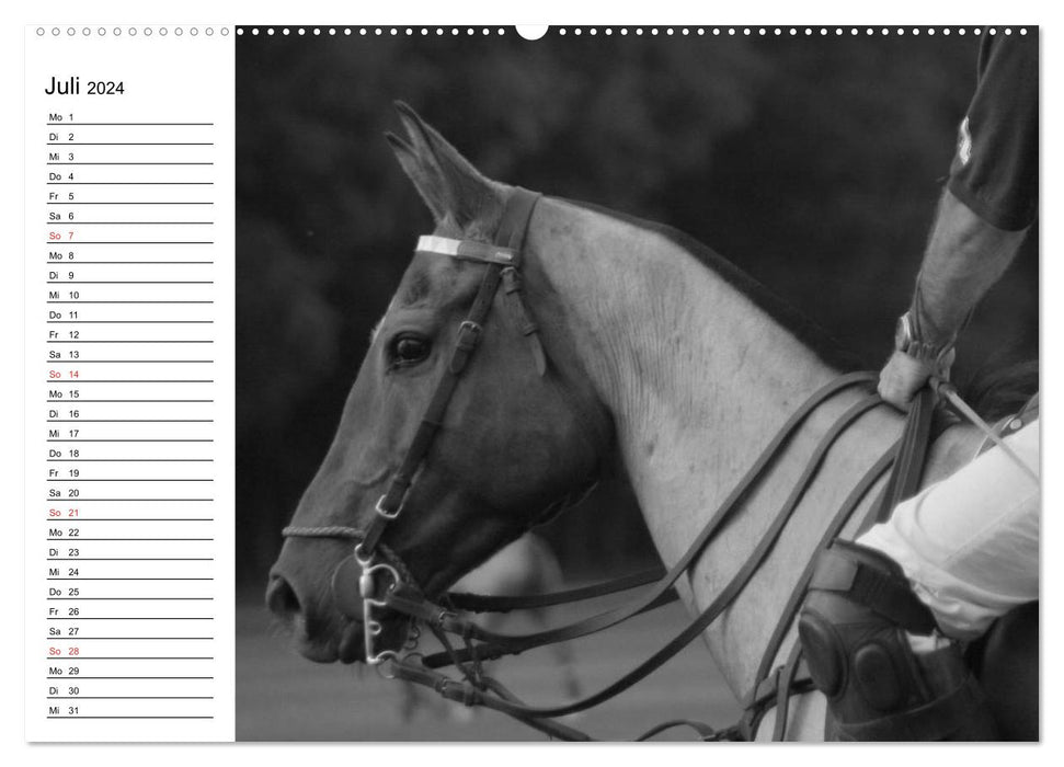 Passion pour le sport équestre - Impressions (Calendrier mural CALVENDO Premium 2024) 
