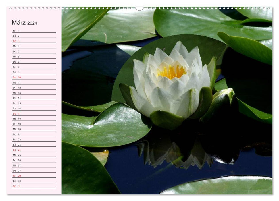 Lotus. Symbole de pureté et de puissance (Calendrier mural CALVENDO Premium 2024) 
