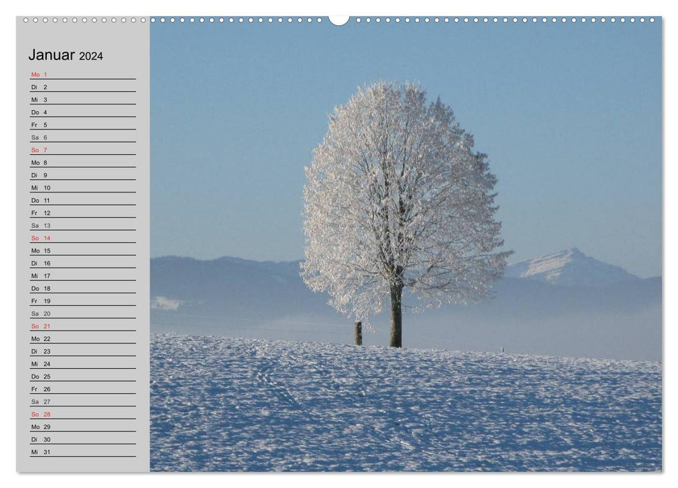 Arbres magiques (Calendrier mural CALVENDO Premium 2024) 