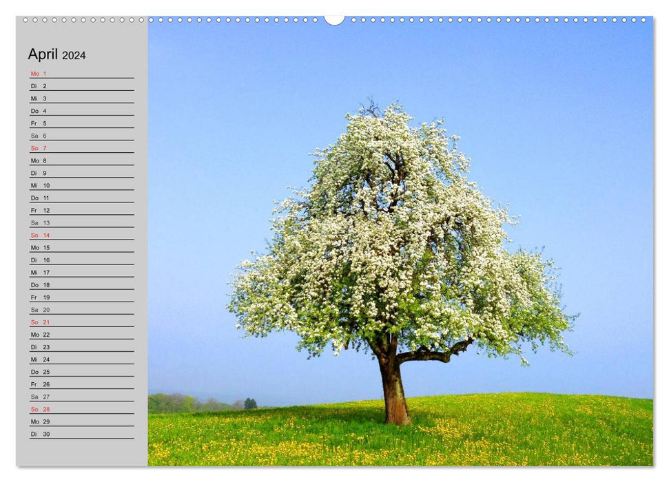 Arbres magiques (Calendrier mural CALVENDO Premium 2024) 