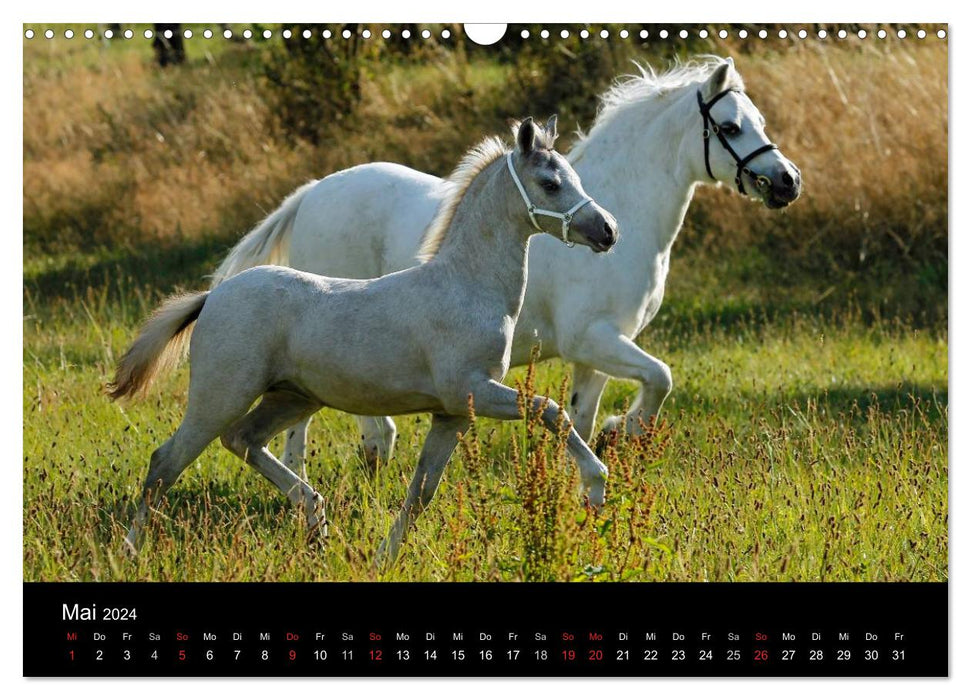 Faszinierende Pferde 2024 (CALVENDO Wandkalender 2024)