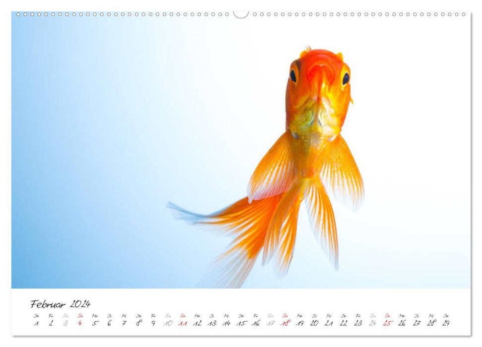 Goldy - mein Goldfisch (CALVENDO Wandkalender 2024)