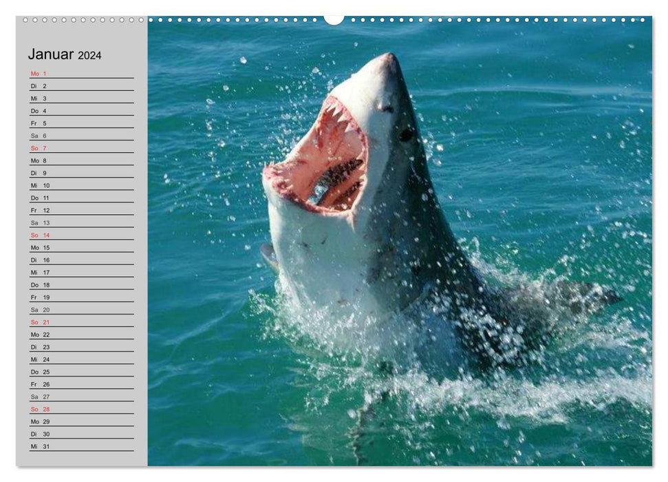 Requins (Calendrier mural CALVENDO Premium 2024) 