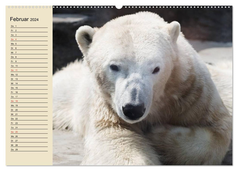 Bären (CALVENDO Premium Wandkalender 2024)