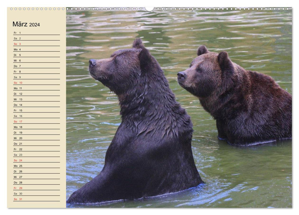 Ours (Calendrier mural CALVENDO Premium 2024) 