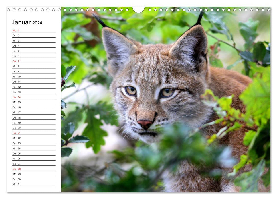 Le lynx - le chasseur aux pattes tranquilles (Calendrier mural CALVENDO 2024) 