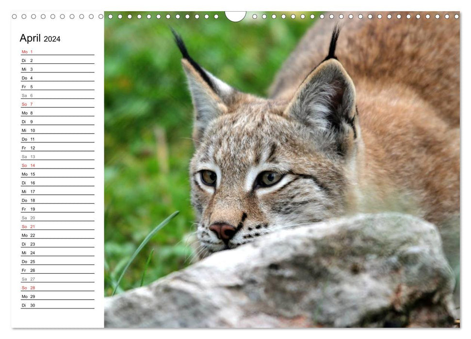Le lynx - le chasseur aux pattes tranquilles (Calendrier mural CALVENDO 2024) 