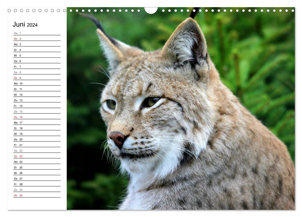 Le lynx - le chasseur aux pattes tranquilles (Calendrier mural CALVENDO 2024) 