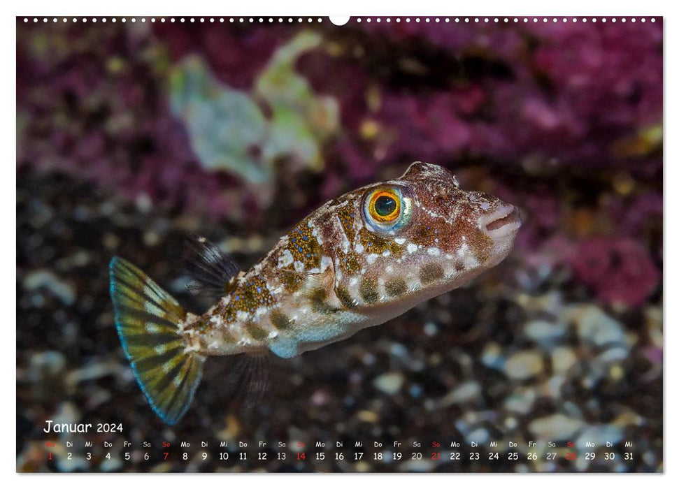 Madère, un voyage plongée (Calendrier mural CALVENDO 2024) 