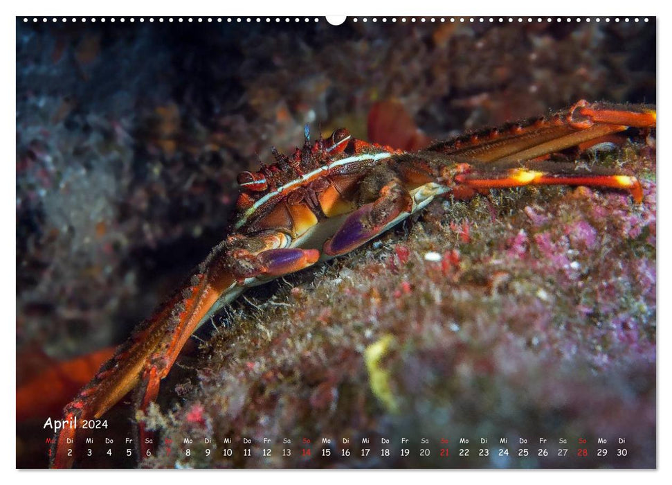 Madère, un voyage plongée (Calendrier mural CALVENDO 2024) 