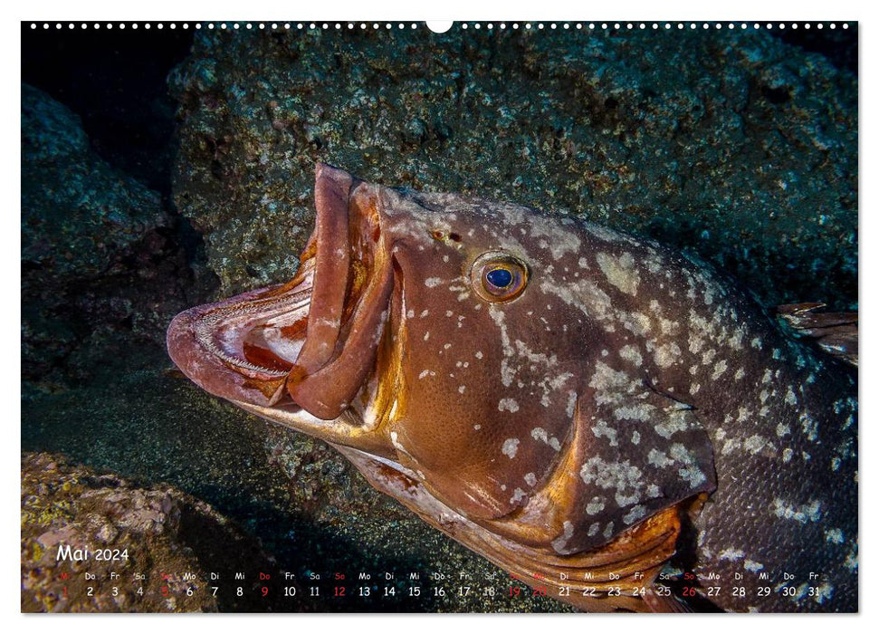 Madère, un voyage plongée (Calendrier mural CALVENDO 2024) 