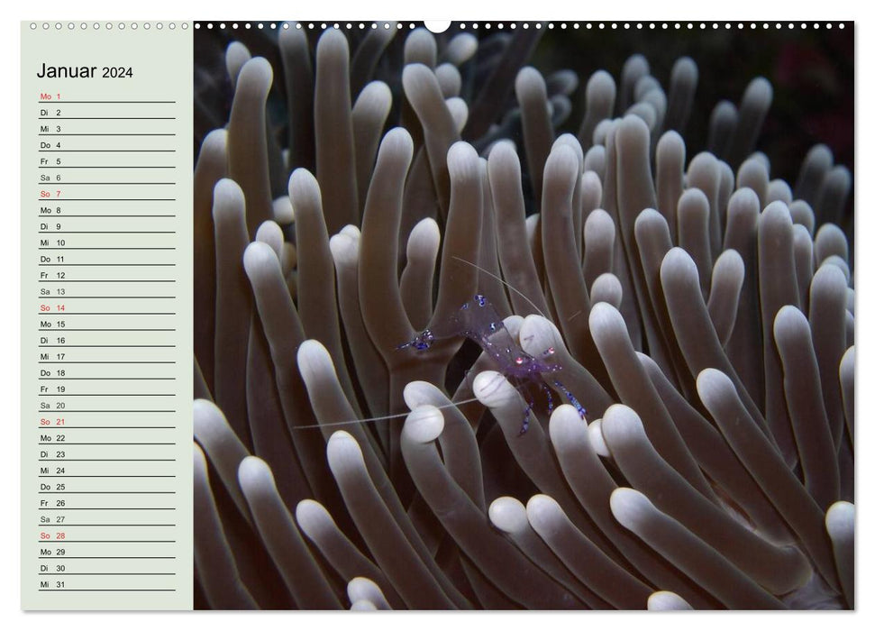 Die Welt der Riffe. Seesterne, Korallen, Anemonen (CALVENDO Premium Wandkalender 2024)