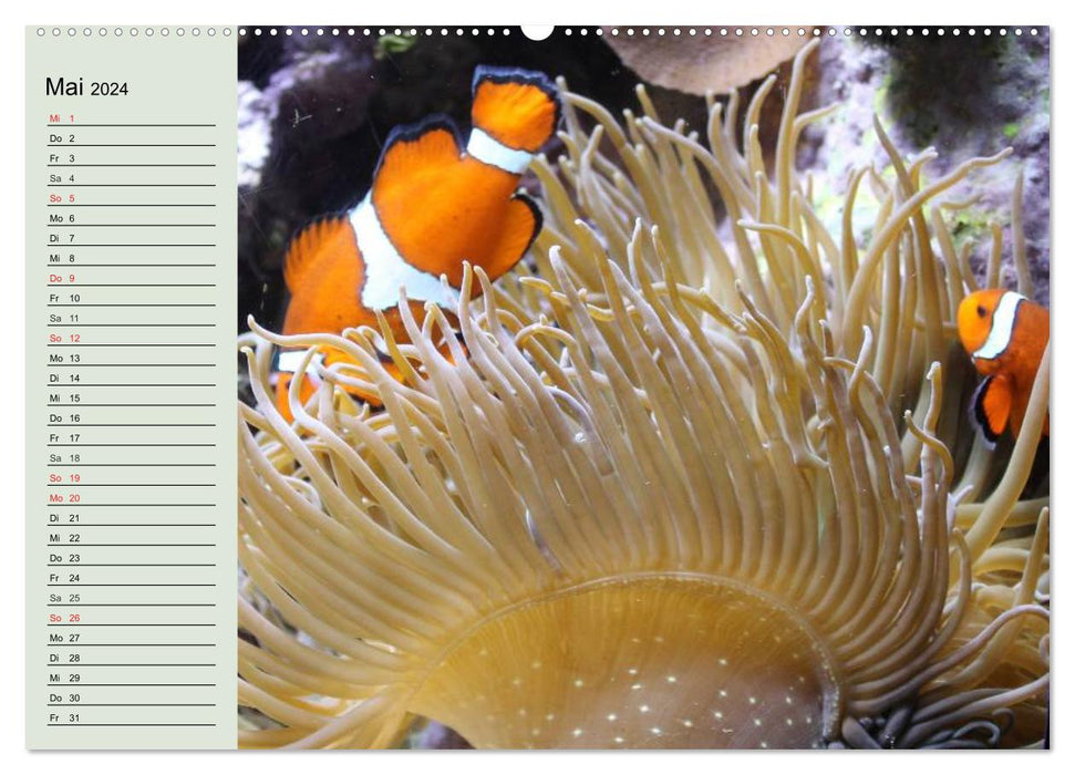 Le monde des récifs. Étoiles de mer, coraux, anémones (Calendrier mural CALVENDO Premium 2024) 
